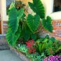 100 PCS Seeds Giant Elephant Seeds Dark Green Color