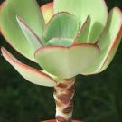 10 PCS Seeds Giant Hens and Chicks Echeveria Gigantea Succulent 10 PCS Seeds Giant Hens and Chicks Echeveria Gigantea Succulent