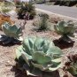10 PCS Seeds Giant Hens and Chicks Echeveria Gigantea Succulent
