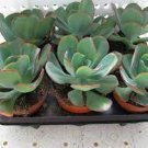 100 PCS Seeds Giant Hens and Chicks Echeveria Gigantea Succulent 100 PCS Seeds Giant Hens and Chicks Echeveria Gigantea Succulent