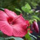 100 PCS Seeds Giant Hibiscus Flower Seeds Rose Pink Flowers 100 PCS Seeds Giant Hibiscus Flower Seeds Rose Pink Flowers