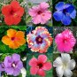 100 PCS Seeds Giant Hibiscus Mixed Flower