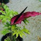 100 PCS Seeds Giant Lily Voodoo Lily Plants Potted Bonsai Garden Courtyard
