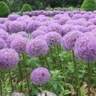 100 PCS Seeds Giant Onion Seeds Allium Giganteum Flower 100 PCS Seeds Giant Onion Seeds Allium Giganteum Flower