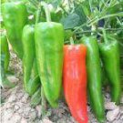 100 PCS Seeds Giant Pepper Hybrid OX Horn Vegetable