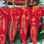 100 PCS Seeds Giant Pepper Hybrid OX Horn Vegetable