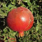 20 PCS Seeds Giant Pomegranate 20 PCS Seeds Giant Pomegranate
