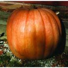 6 PCS Seeds Giant Pumpink