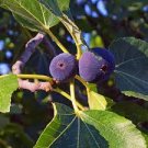 6 PCS Seeds Giant Purple Ficus carica Fig Shrubs 6 PCS Seeds Giant Purple Ficus carica Fig Shrubs