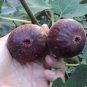 6 PCS Seeds Giant Purple Ficus carica Fig Shrubs