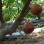 6 PCS Seeds Giant Purple Ficus carica Fig Shrubs