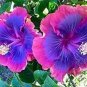 20 PCS Seeds Giant Purple Hibiscus Flower