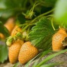 300 PCS Seeds Giant Strawberry 300 PCS Seeds Giant Strawberry