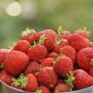 40 PCS Seeds Giant Strawberry Oblate Red Fruit 40 PCS Seeds Giant Strawberry Oblate Red Fruit