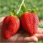 40 PCS Seeds Giant Strawberry Oblate Red Fruit