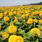 40 PCS Seeds Giant Sunflower Teddy Bear