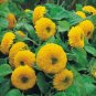 40 PCS Seeds Giant Sunflower Teddy Bear