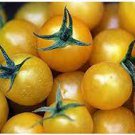 400 PCS Seeds Giant Sweet Yellow Tomato 400 PCS Seeds Giant Sweet Yellow Tomato