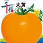 400 PCS Seeds Giant Sweet Yellow Tomato