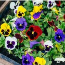 20 PCS Seeds Giant Swiss Mixed Pansy 20 PCS Seeds Giant Swiss Mixed Pansy