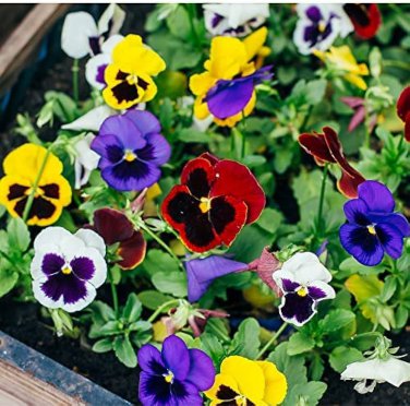 20 PCS Seeds Giant Swiss Mixed Pansy