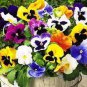 20 PCS Seeds Giant Swiss Mixed Pansy