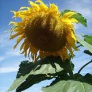 15 PCS Seeds GIANT Titan Sunflowers 24 Inch Heads 15 PCS Seeds GIANT Titan Sunflowers 24 Inch Heads