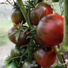 300 PCS Seeds Giant Tomato Black Red Organic Fruit