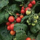 100 PCS Seeds Giant Tomato Tree healthy delicious nutritious edible fruits 100 PCS Seeds Giant Tomato Tree healthy delicious nutritious edible fruits
