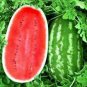 20 PCS Seeds Giant Watermelon