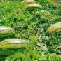20 PCS Seeds Giant Watermelon