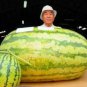 20 PCS Seeds Giant Watermelon
