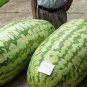 10 PCS Seeds Giant Watermelon 'Iwanaga Giant' F1
