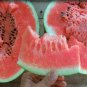10 PCS Seeds Giant Watermelon 'Iwanaga Giant' F1