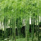 100 PCS Seeds Giant Wholesale Large Phyllostachys pubescens moso 100 PCS Seeds Giant Wholesale Large Phyllostachys pubescens moso