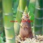 100 PCS Seeds Giant Wholesale Large Phyllostachys pubescens moso