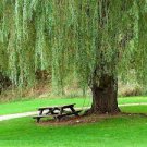 50 PCS Seeds Giant Willow Tree 50 PCS Seeds Giant Willow Tree