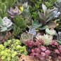 20 PCS Seeds GIBBAEUM Mix Succulents Garden Plants