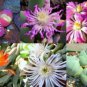 20 PCS Seeds GIBBAEUM Mix Succulents Garden Plants