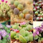 20 PCS Seeds GIBBAEUM Mix Succulents Garden Plants
