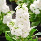 300 PCS Seeds Gladiola Flower Seeds White Compact Flowers with Rose Red Centre 300 PCS Seeds Gladiola Flower Seeds White Compact Flowers with Rose Red Centre