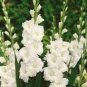 300 PCS Seeds Gladiola Flower Seeds White Compact Flowers with Rose Red Centre