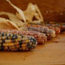 50 PCS Seeds Glass Gem Corn Rare Heirloom Variety 50 PCS Seeds Glass Gem Corn Rare Heirloom Variety