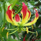 100 PCS Seeds GLORIOSA SUPERBA