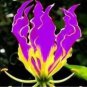100 PCS Seeds GLORIOSA SUPERBA