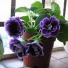 100 PCS Seeds Gloxinia Bonsai Sinningia Gloxinia Flower Bonsai