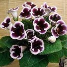 100 PCS Seeds Gloxinia Bonsai Sinningia Gloxinia Flower Bonsai Home 100 PCS Seeds Gloxinia Bonsai Sinningia Gloxinia Flower Bonsai Home