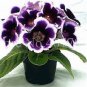 100 PCS Seeds Gloxinia Bonsai Sinningia Gloxinia Flower Bonsai Home