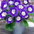100 PCS Seeds Gloxinia Bonsai Sinningia Gloxinia Flower Bonsai Home Bonsai 100 PCS Seeds Gloxinia Bonsai Sinningia Gloxinia Flower Bonsai Home Bonsai