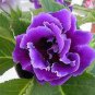 100 PCS Seeds Gloxinia Bonsai Sinningia Gloxinia Flower Bonsai Home Bonsai